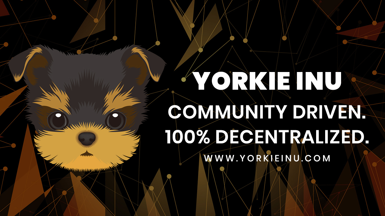 Yorkie Inu